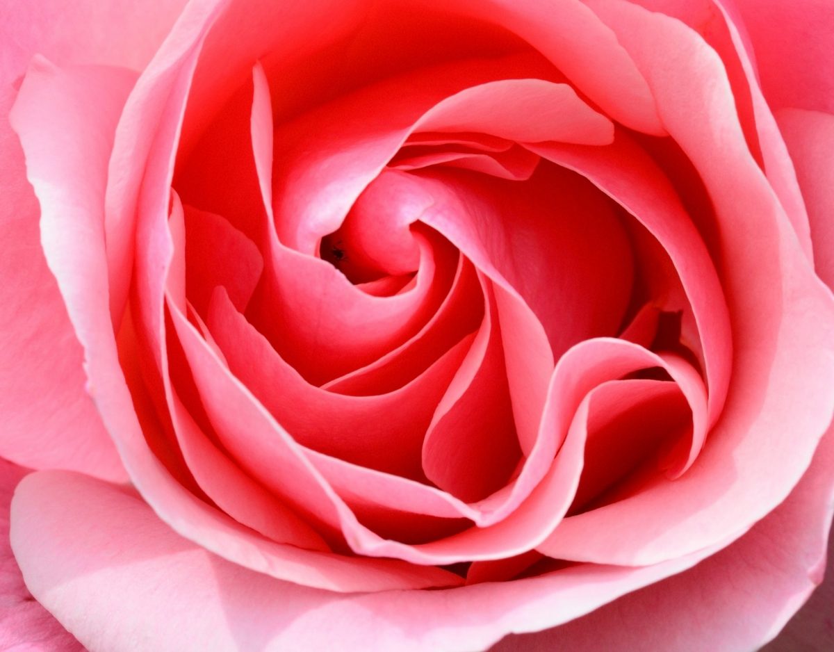 bild einer rose symbolisch für eine vagina