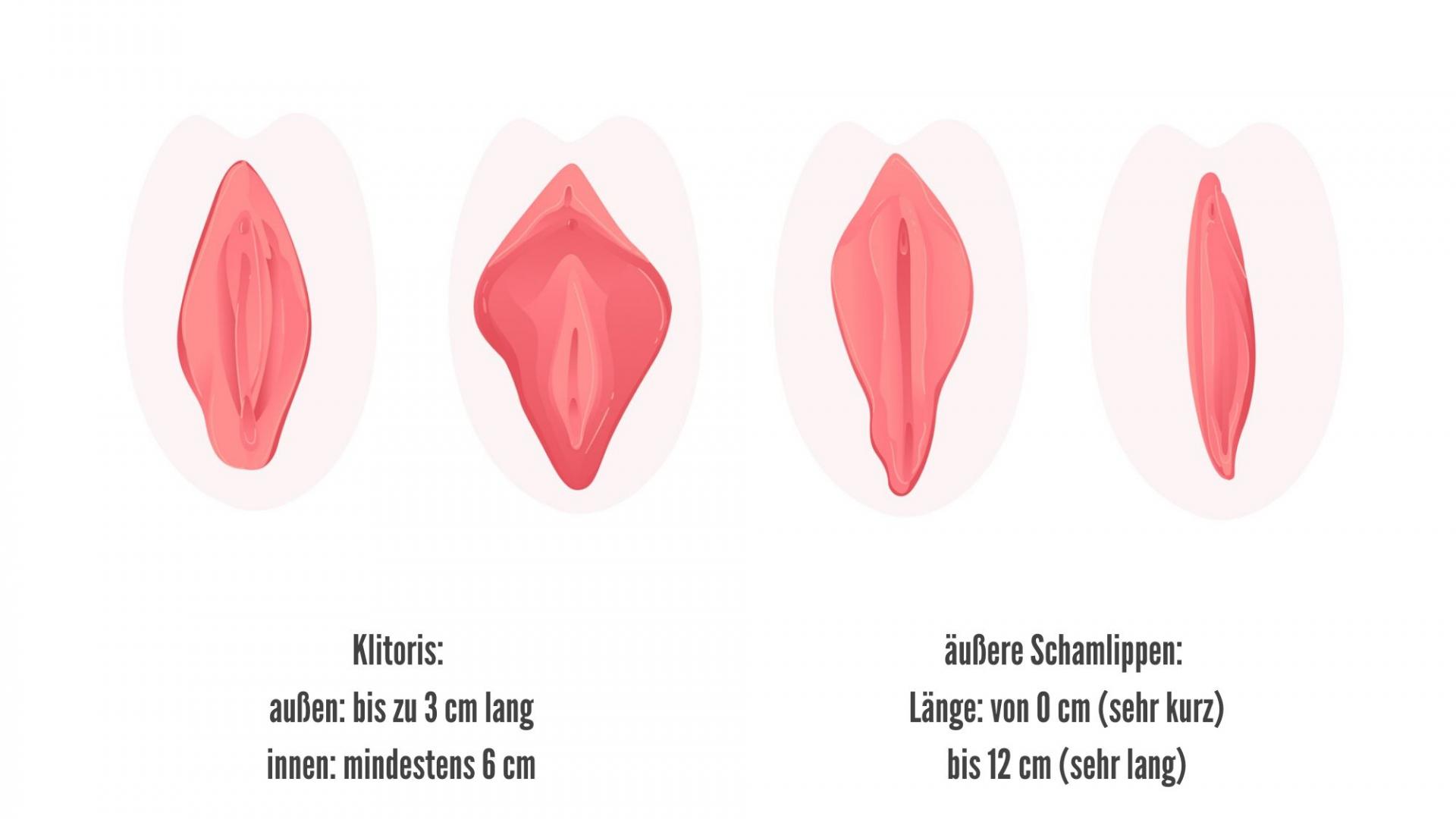 Vulven rosa, Größen, Vulva