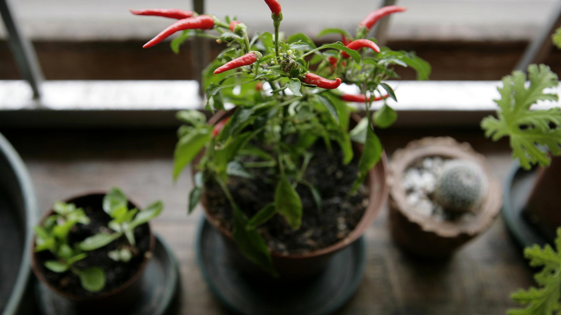 chili pflanze fensterbrett