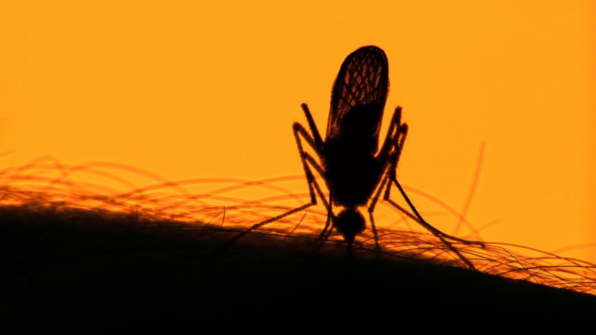 Mücke saugt Blut auf Arm