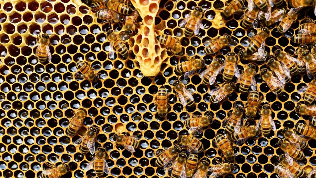 Bienen Wabe Honig