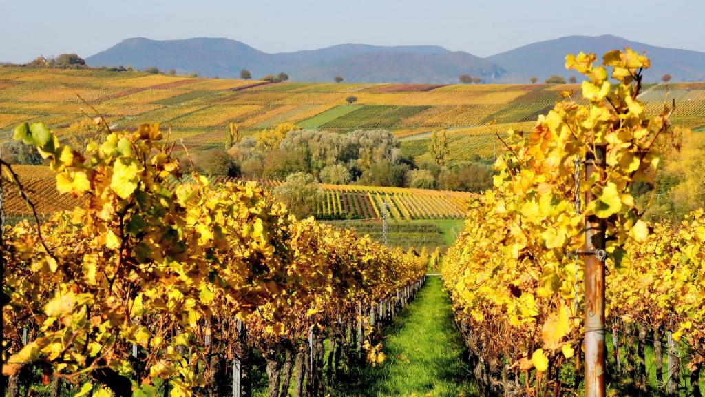 pfälzerwald herbst weinberge