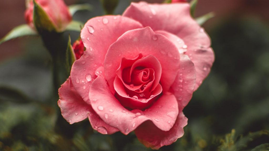 rose bluem duft parfum aphrodisierend