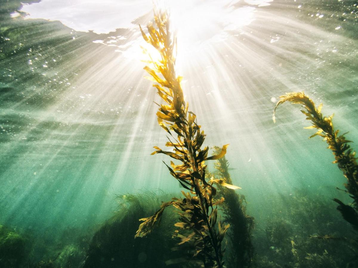 Algen Unterwasser mit Sonnenlicht