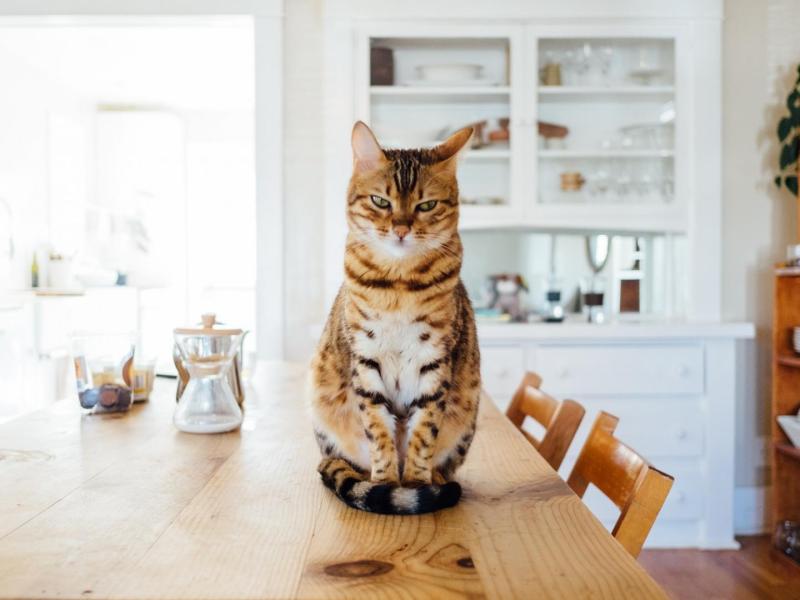 Corona-Katze, Katze auf Tisch