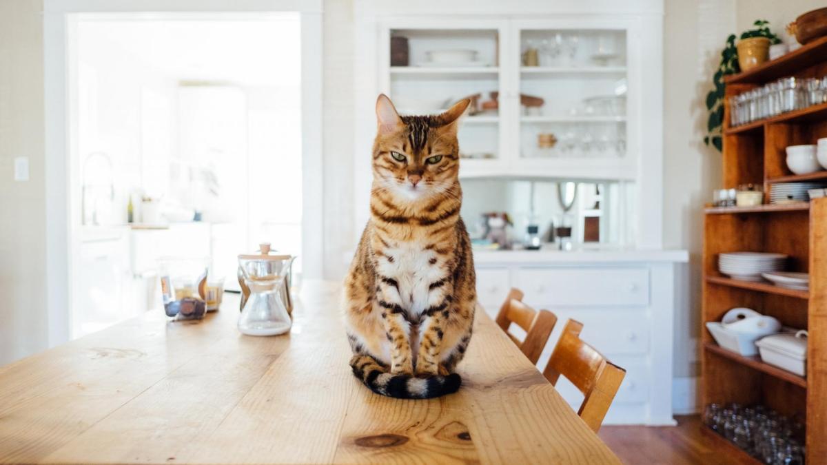 Corona-Katze, Katze auf Tisch