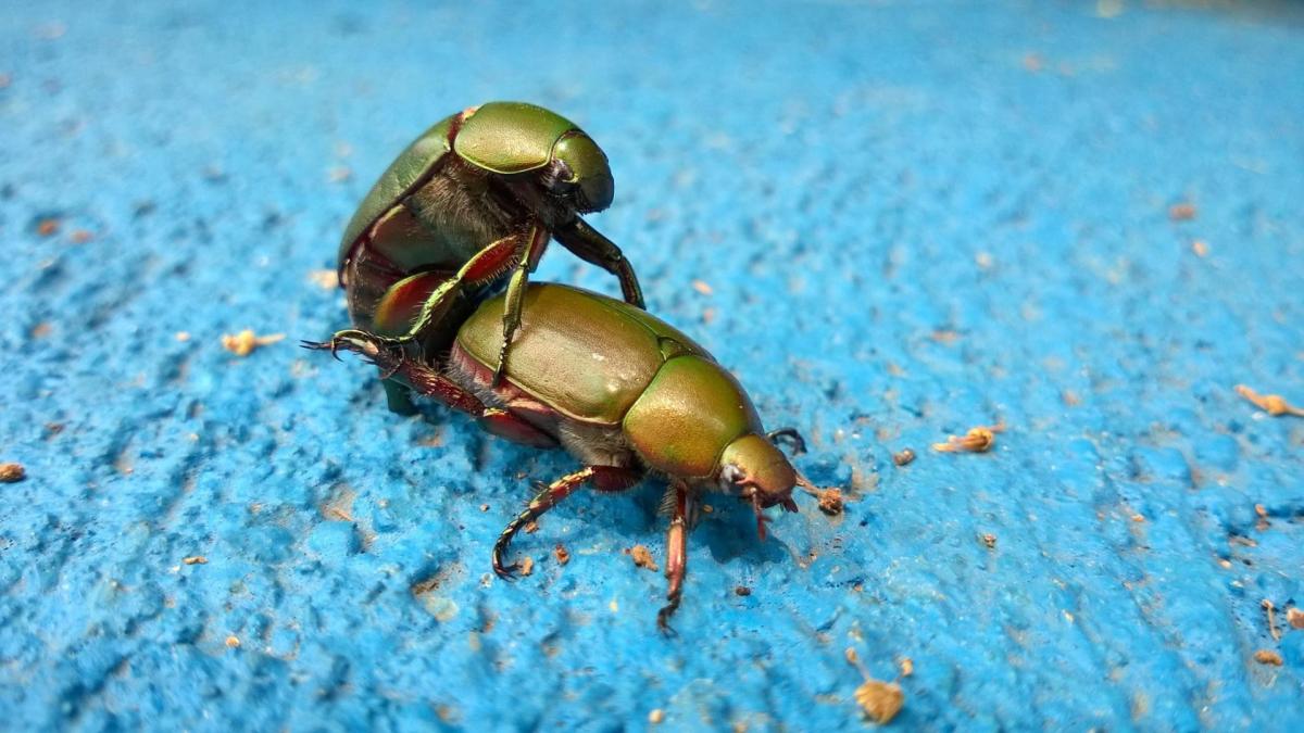 Käfer Sex