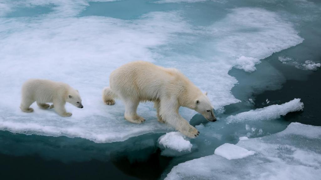 Klimawandel Eisbären
