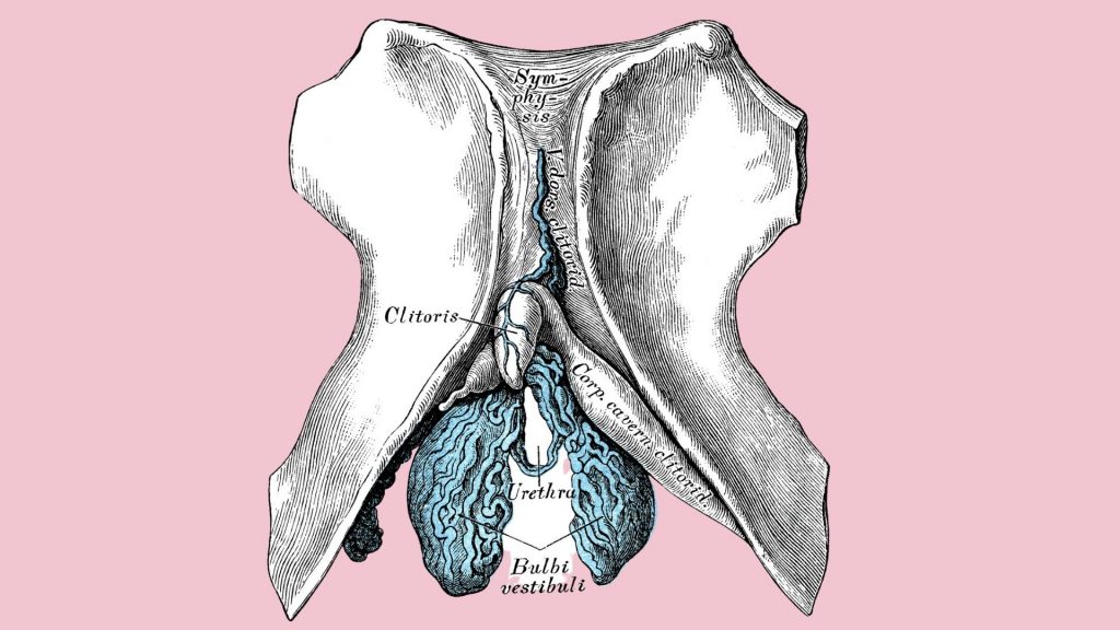 Klitoris uterus scheide vagina vulva