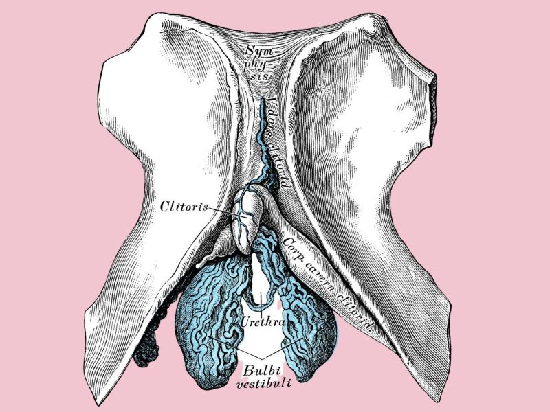 Klitoris uterus scheide vagina vulva