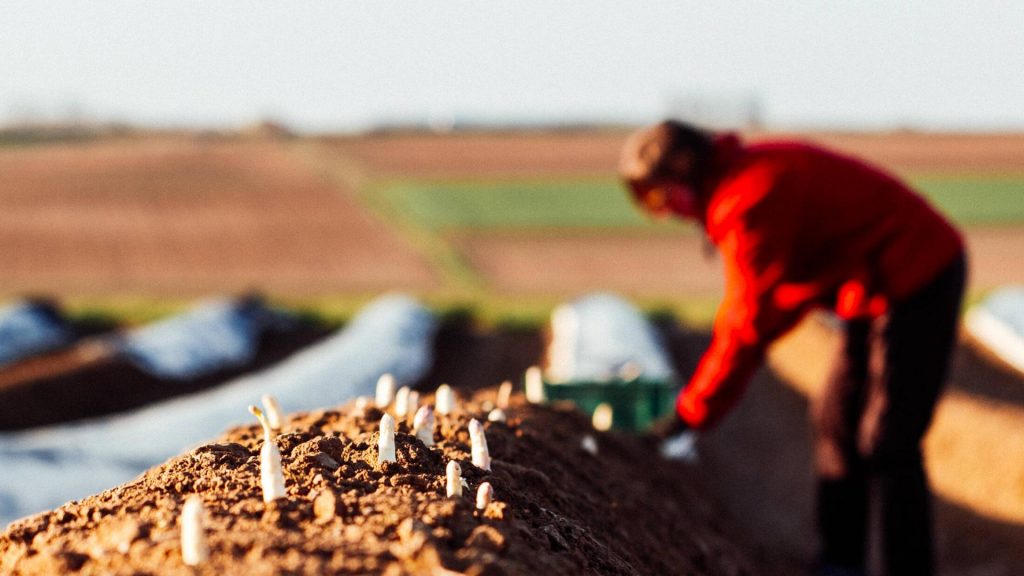 Spargel stechen auf dem Feld