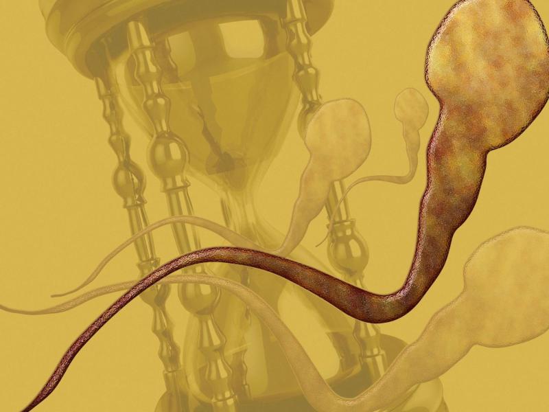 Spermien Riesenspermien Evolution sanduhr