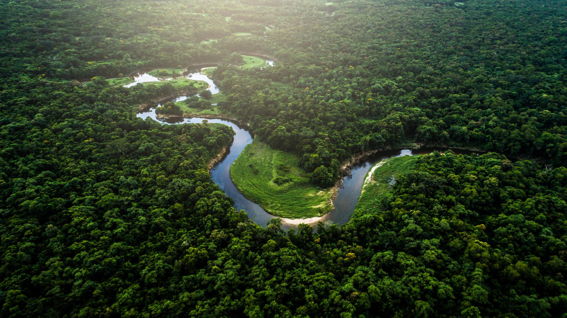 Regenwald, Amazonas