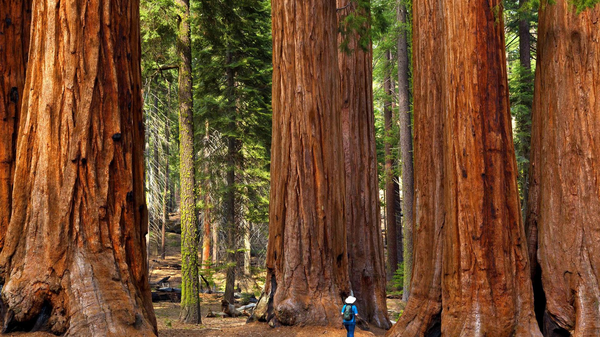 Big Trees in den USA