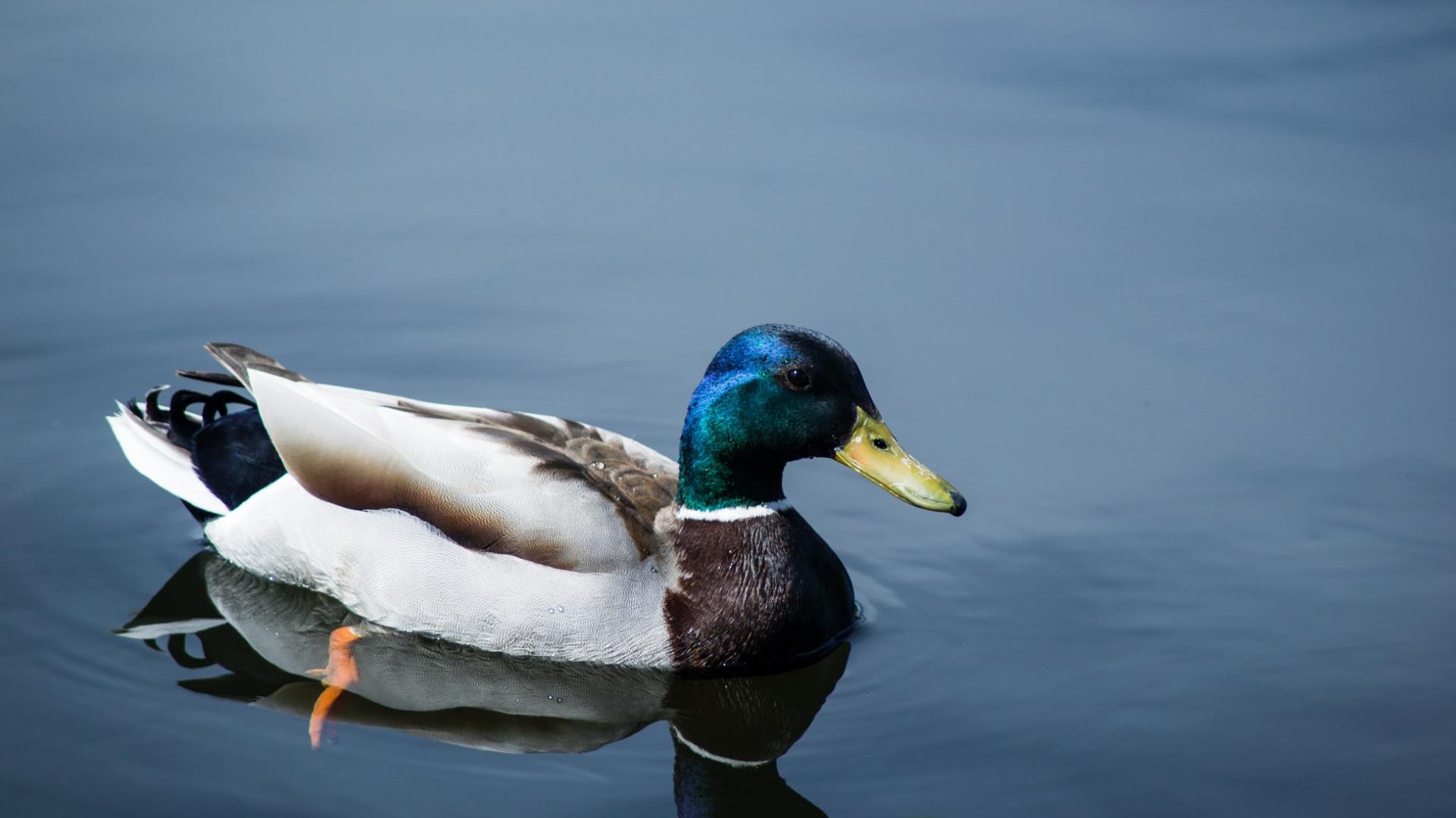 Ente im Wasser