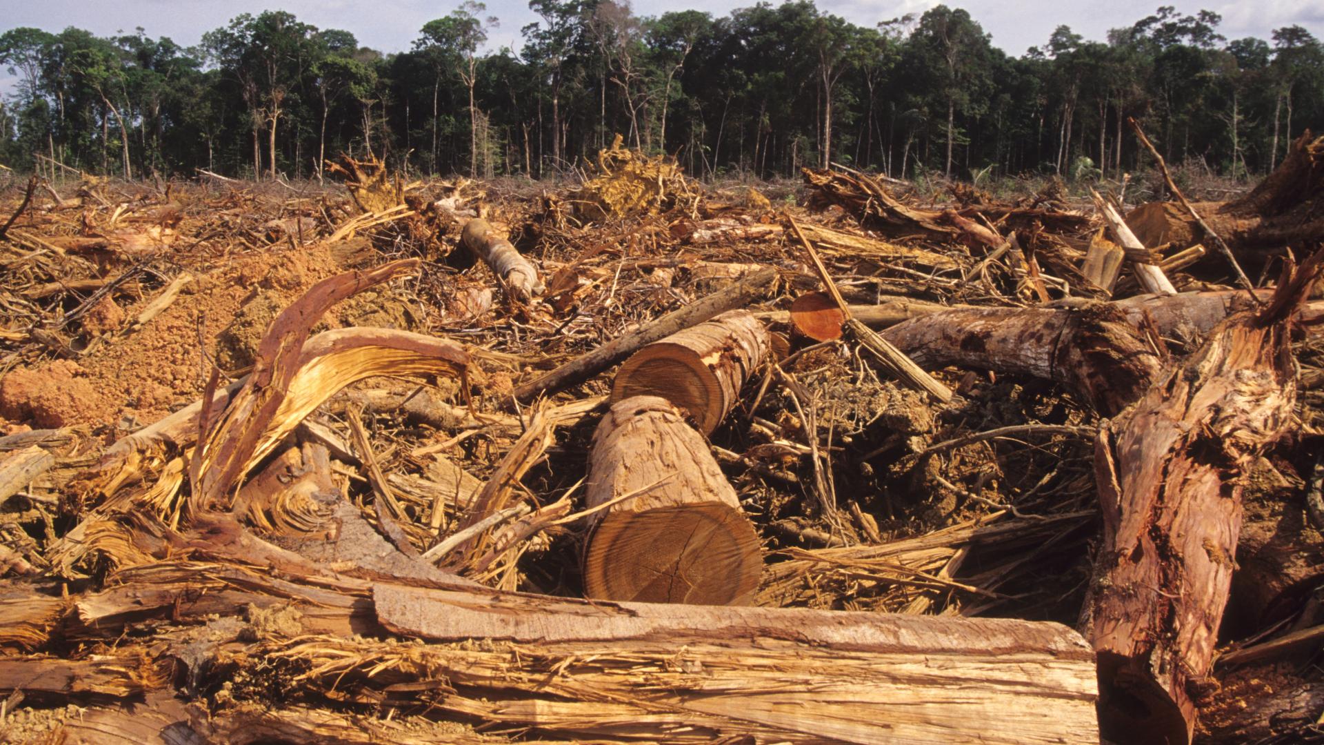 Amazonas Regenwald wird abgeholzt und Coronavirus lenkt davon ab