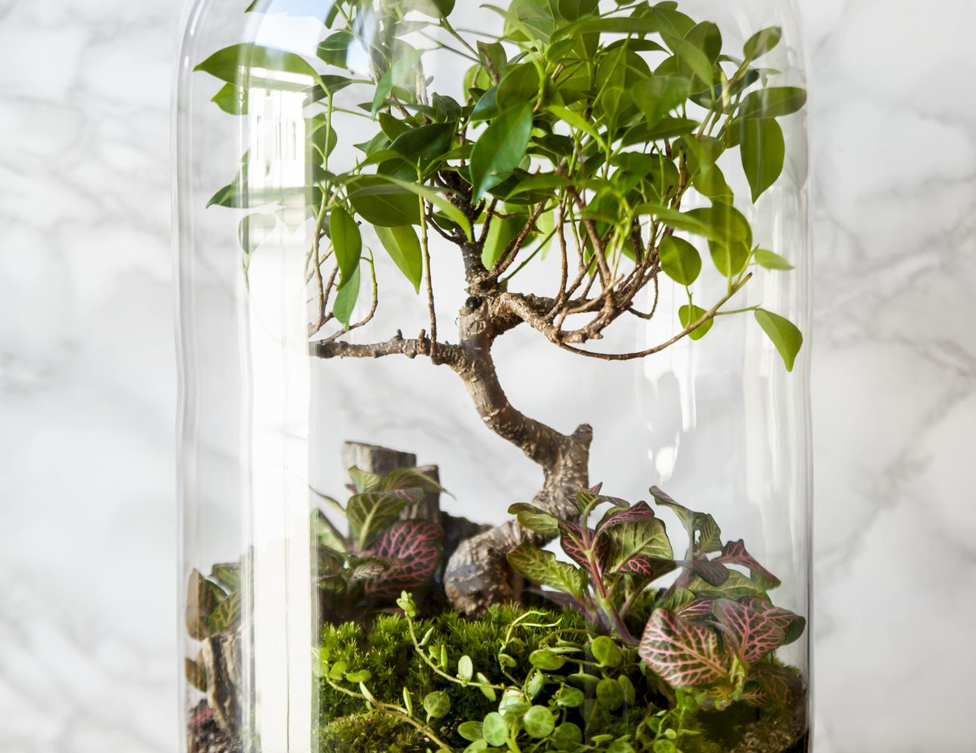 Garten im Glas Bonsai Pflanze