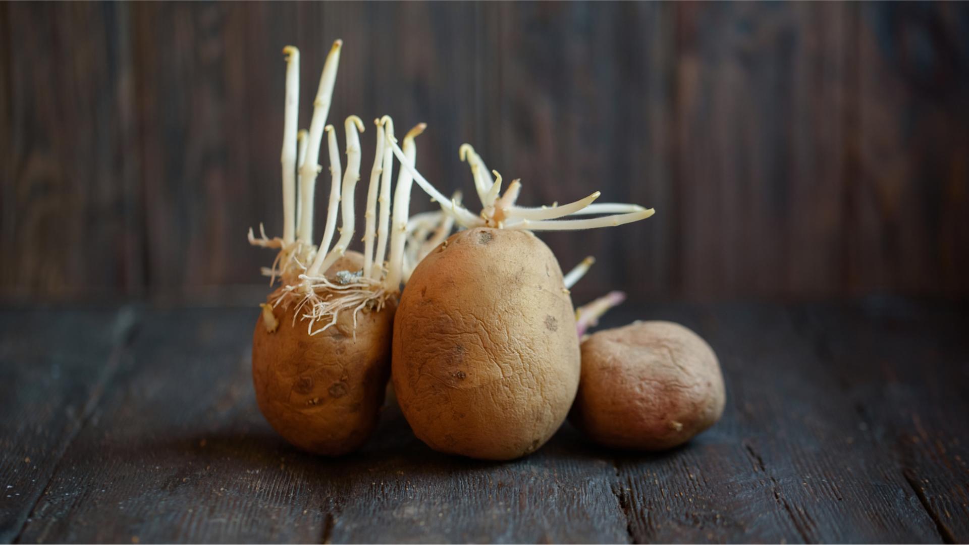 keimende Kartoffeln