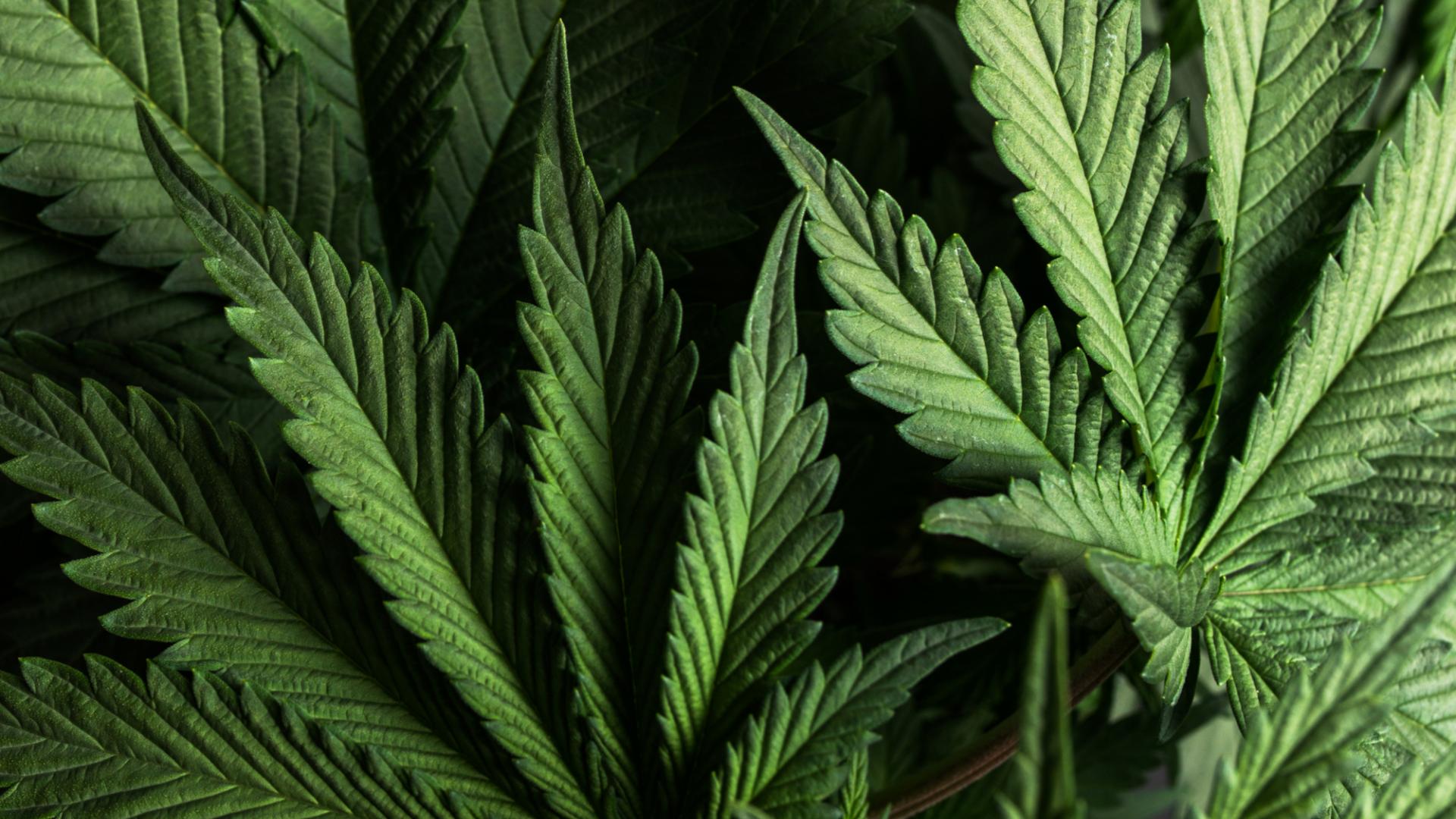 Coronavirus CBD Cannabis