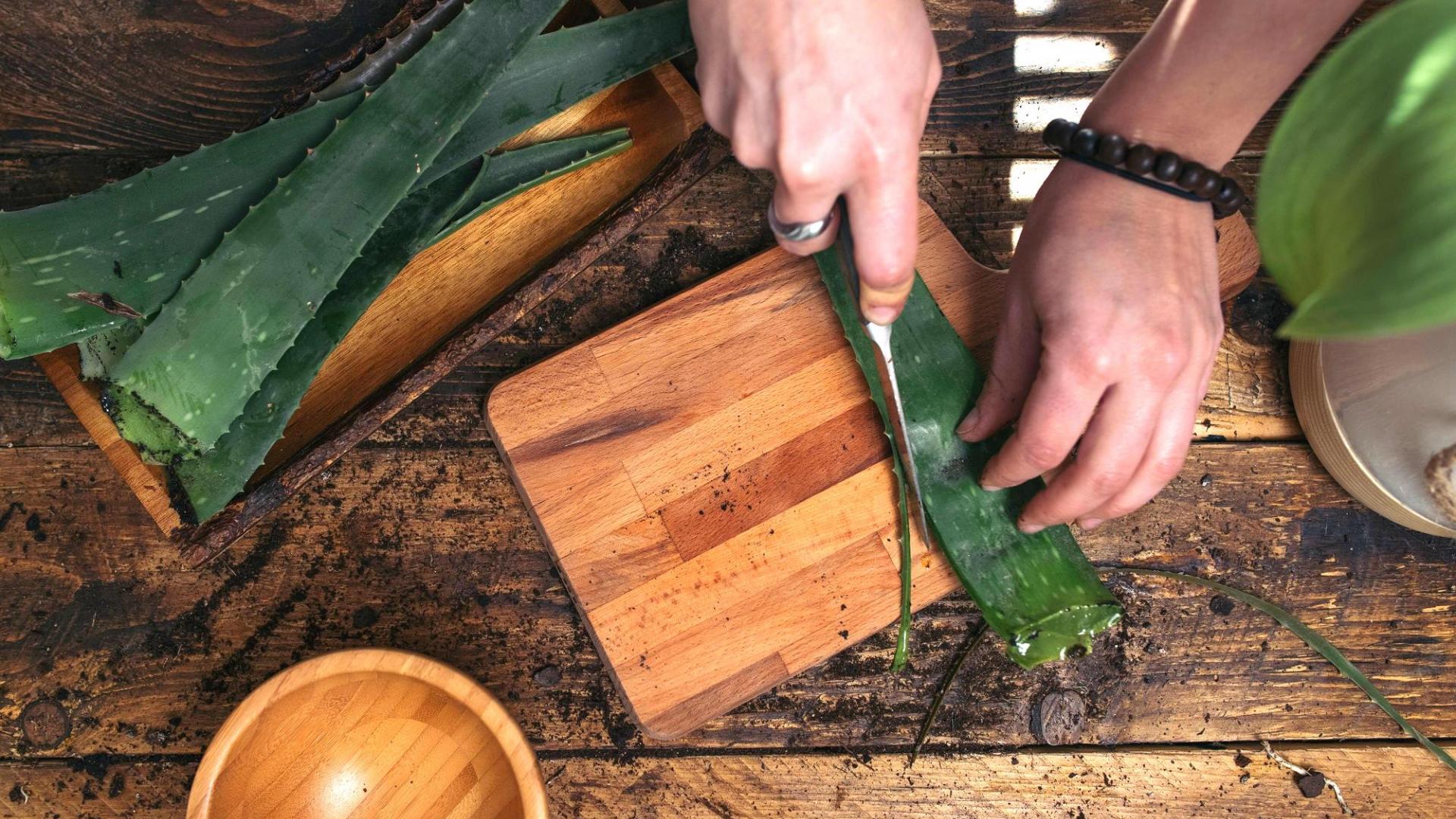 Aloe vera aufnschneiden diy messer