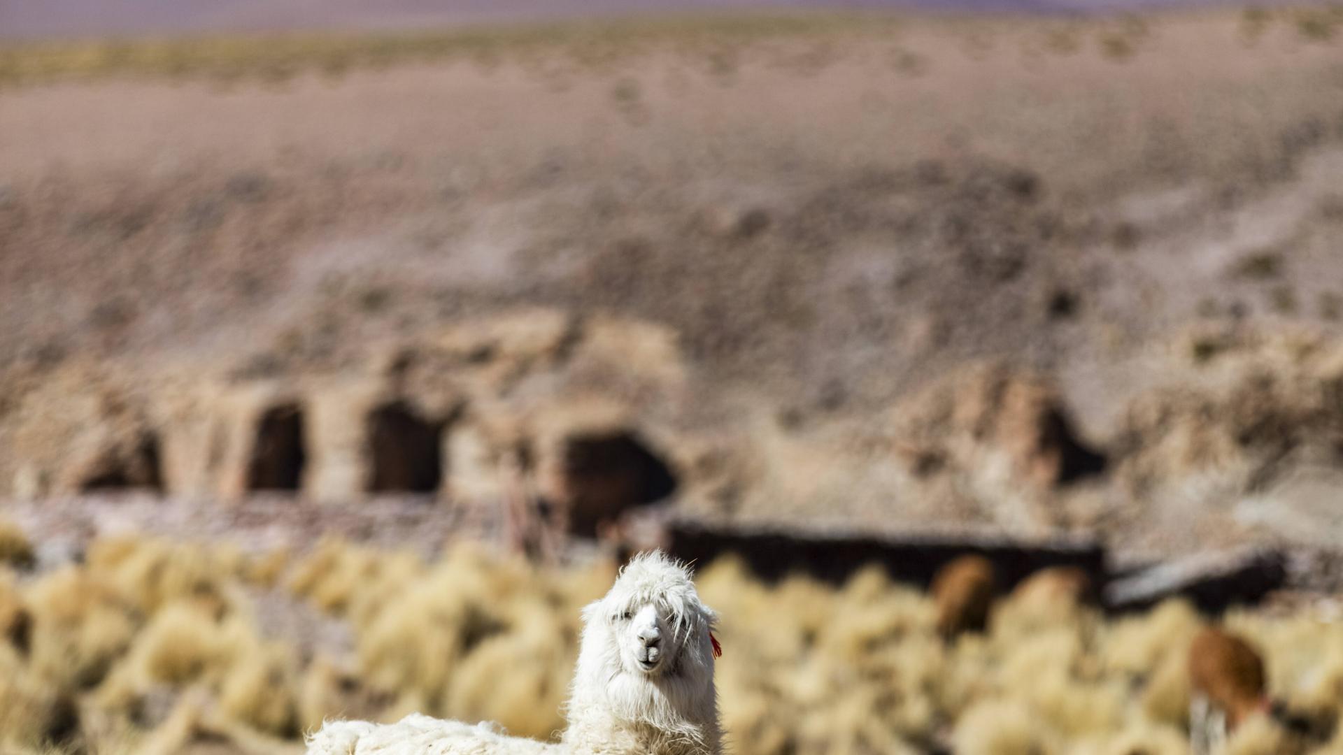 Lamas Essenslieferung