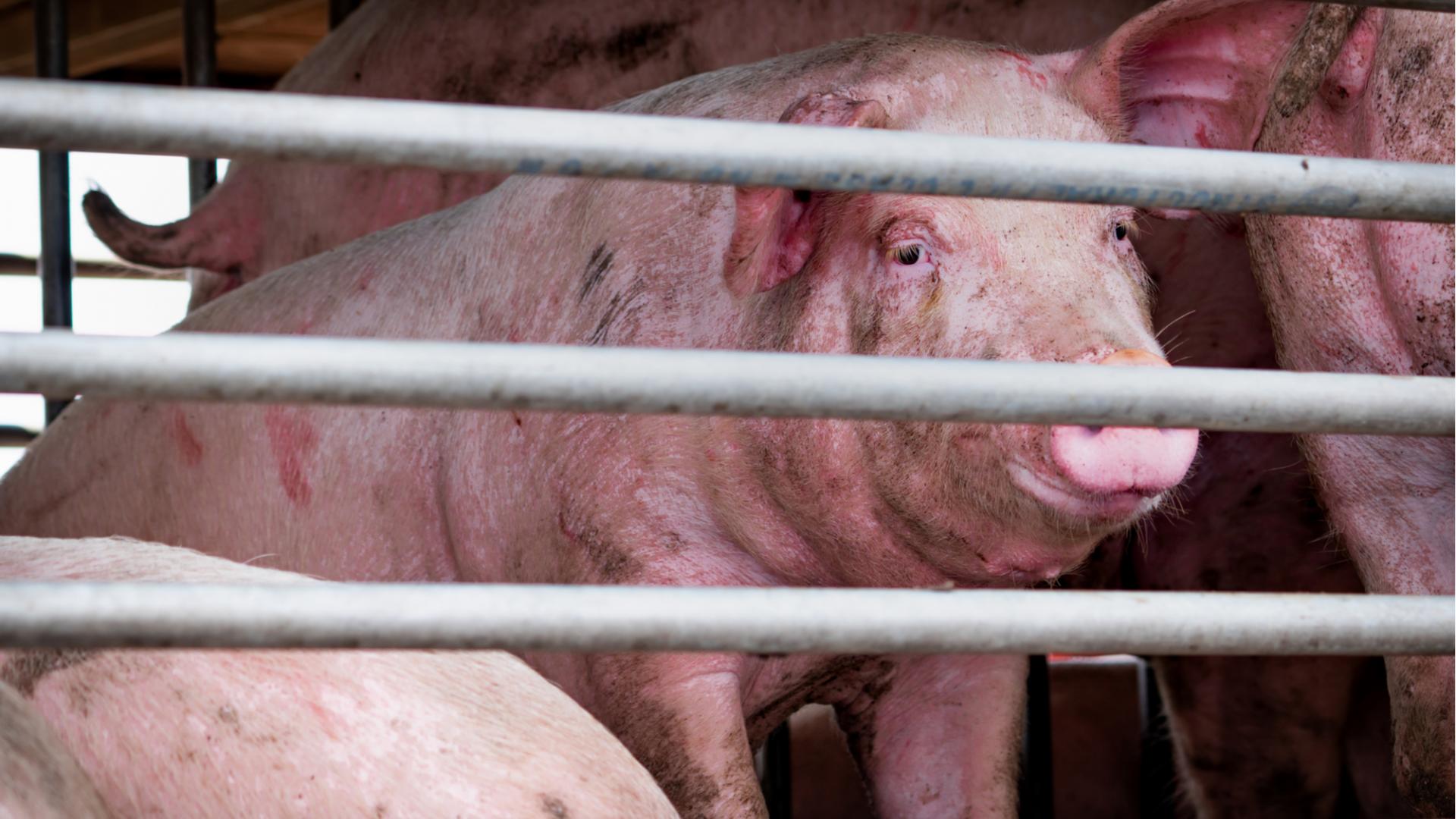 Schweinegrippe neue Pandemie
