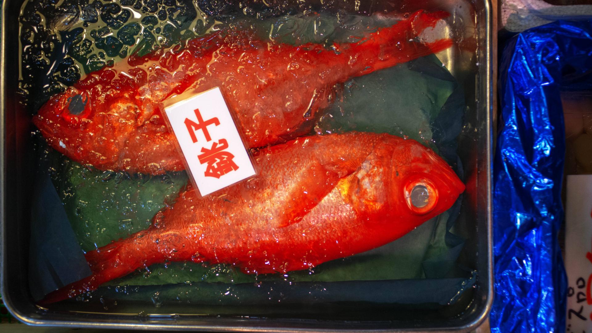 Fisch, Fischmarkt, Japan, Tsukiji Fischmarkt, japanische Küche, japanische Lebensmittel, japanische Ernährung