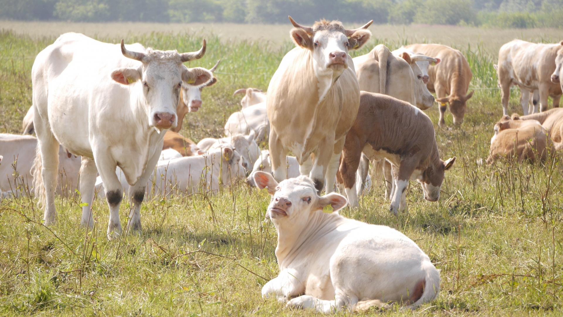 Kühe Rinder Weide Wiese Landwirtschaft