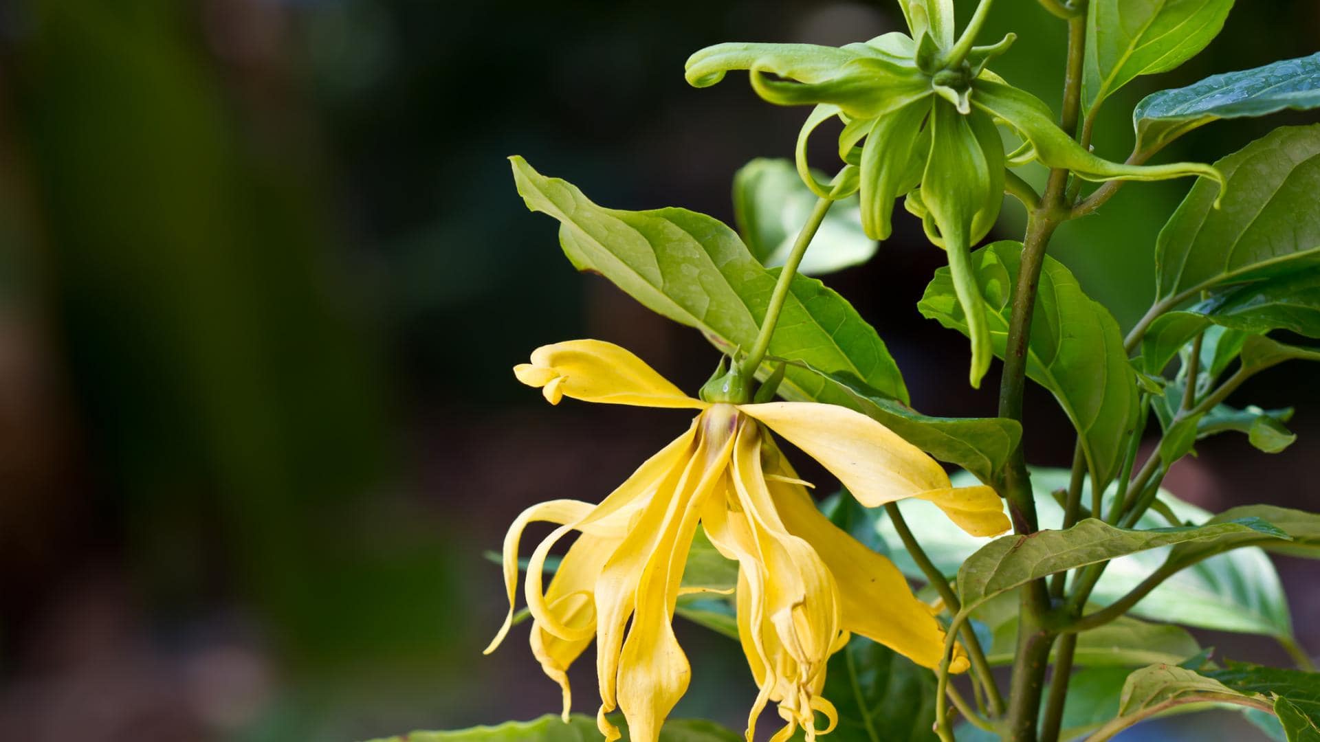 ylang ylang blume