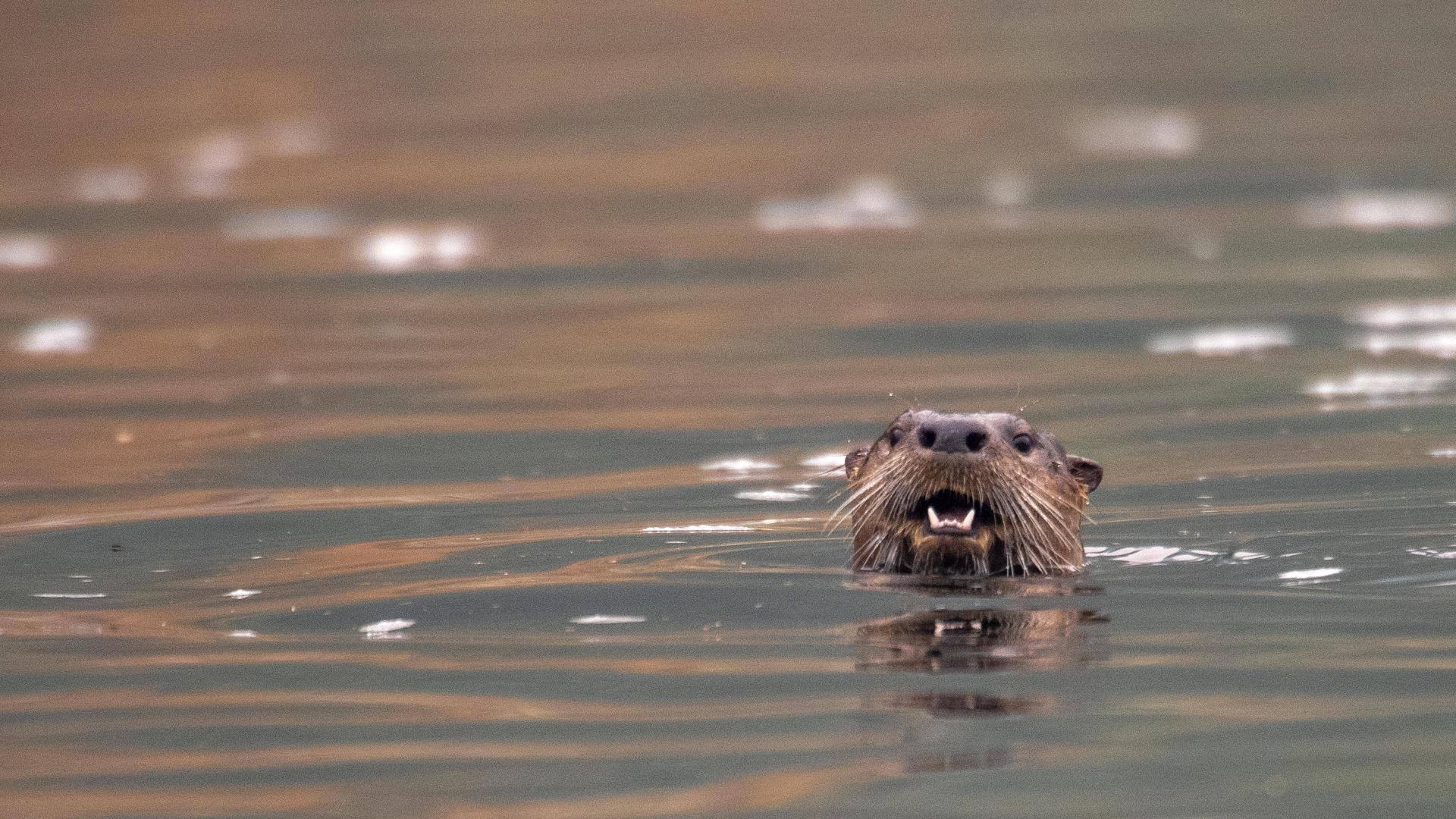 Otter ist Tier des Jahres