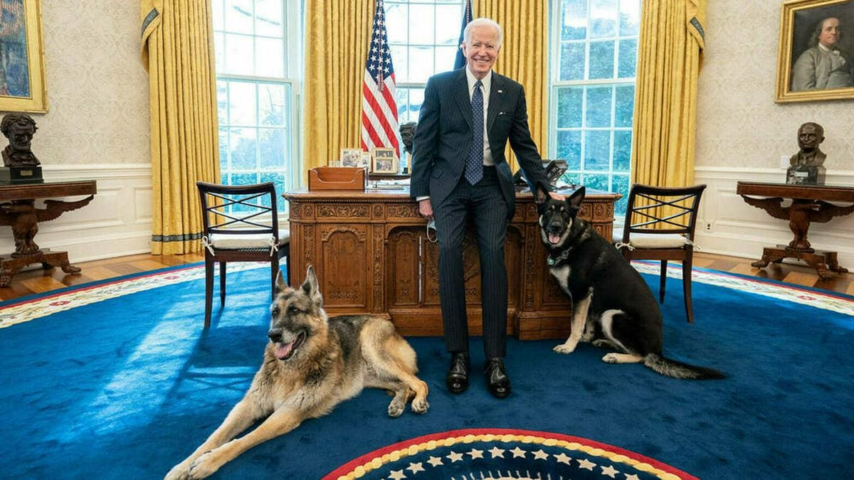 Joe Biden mit seinen Hunden im Weißen Haus. © imago images/ZUMA Wire