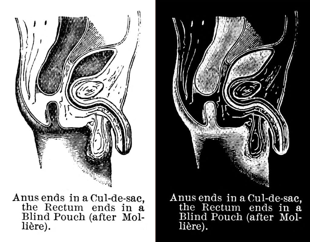 penis oralsex biologie