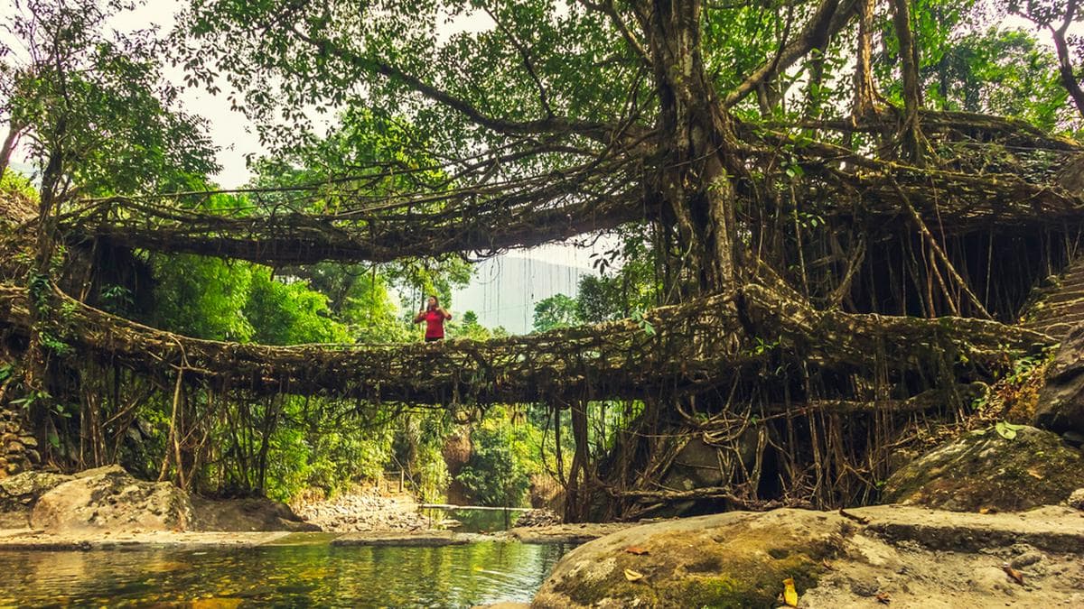 Ein Wunder aus Wurzelwerk: Die "lebenden Brücken von Meghalaya". © Abhijeet Khedgikar/Shutterstock.com