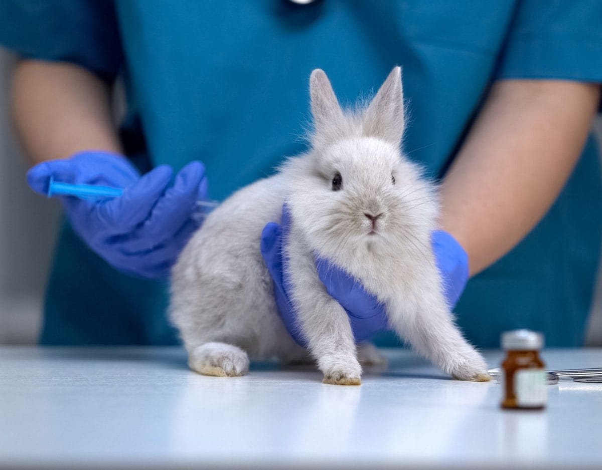 tierversuche für kosmetik kaninchen bekommt sporitze