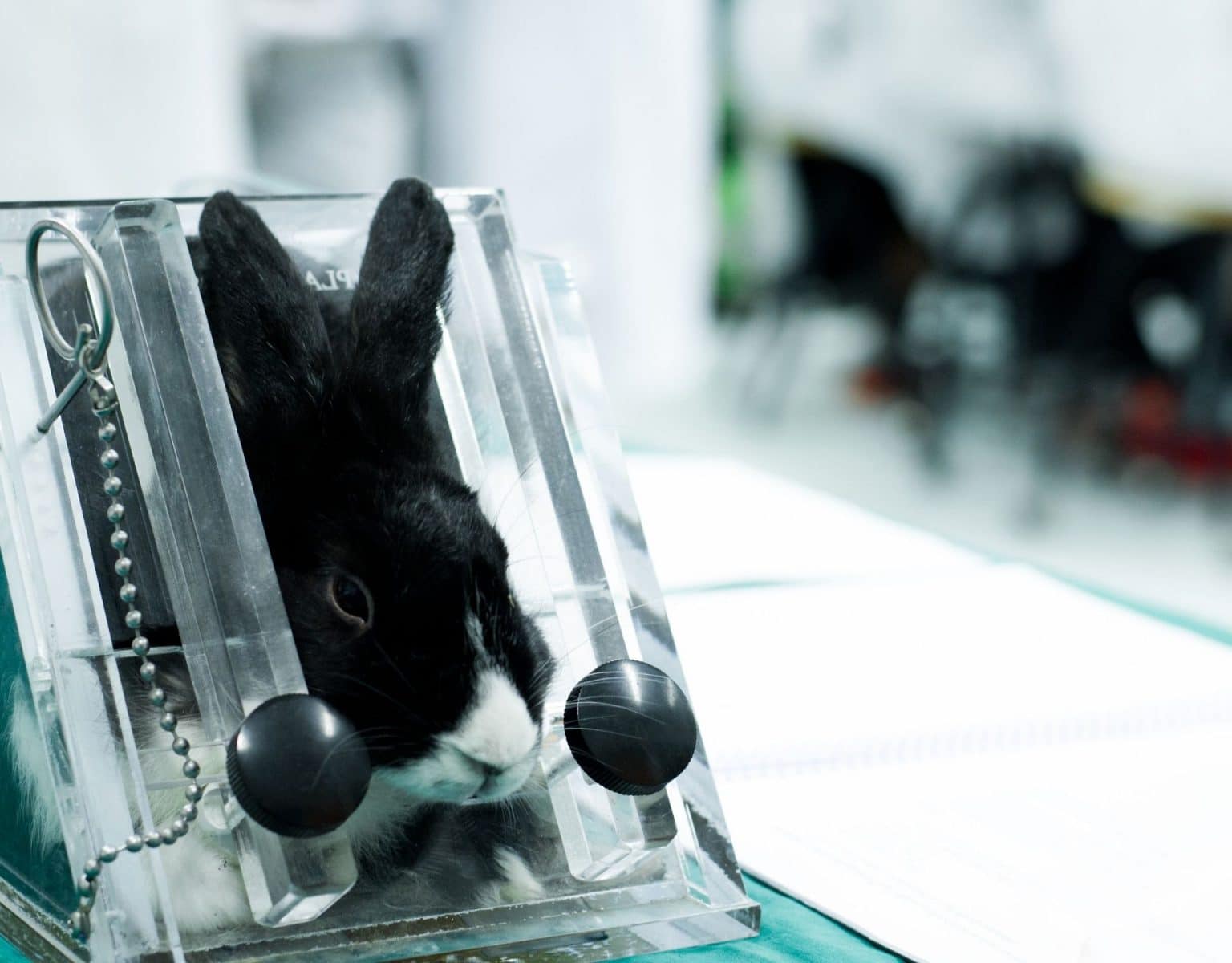 Tierversuche für Kosmetik: 3 Grauzonen, die ausgenutzt werden - wmn