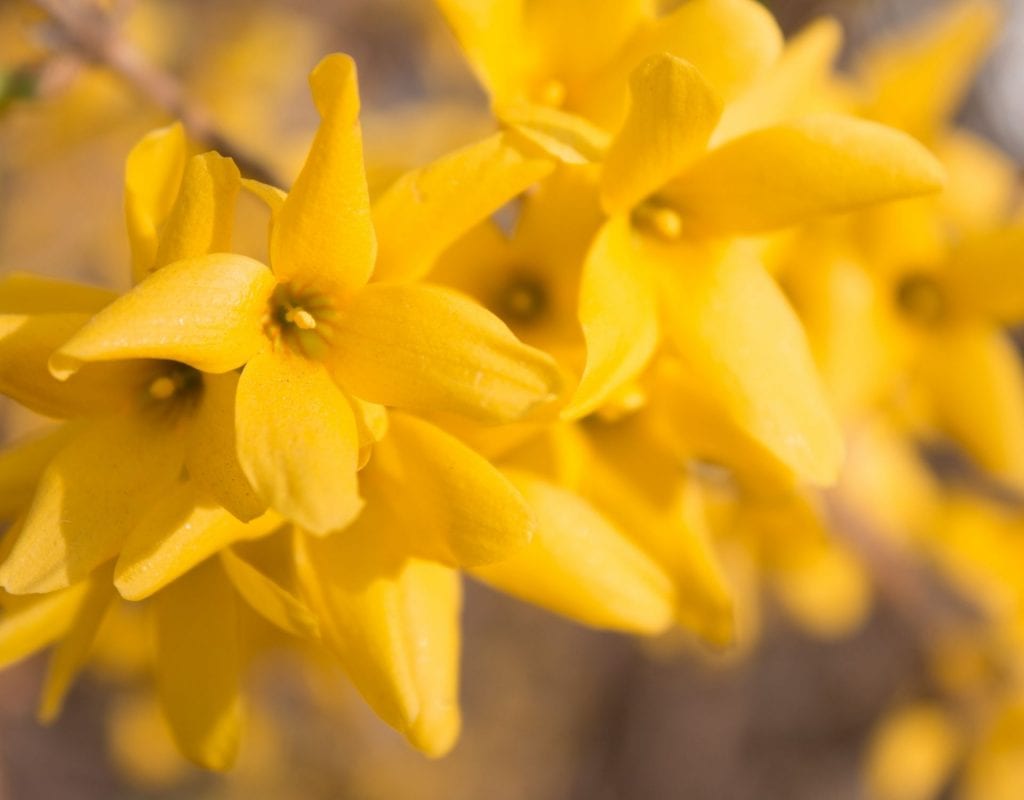 Forsythie