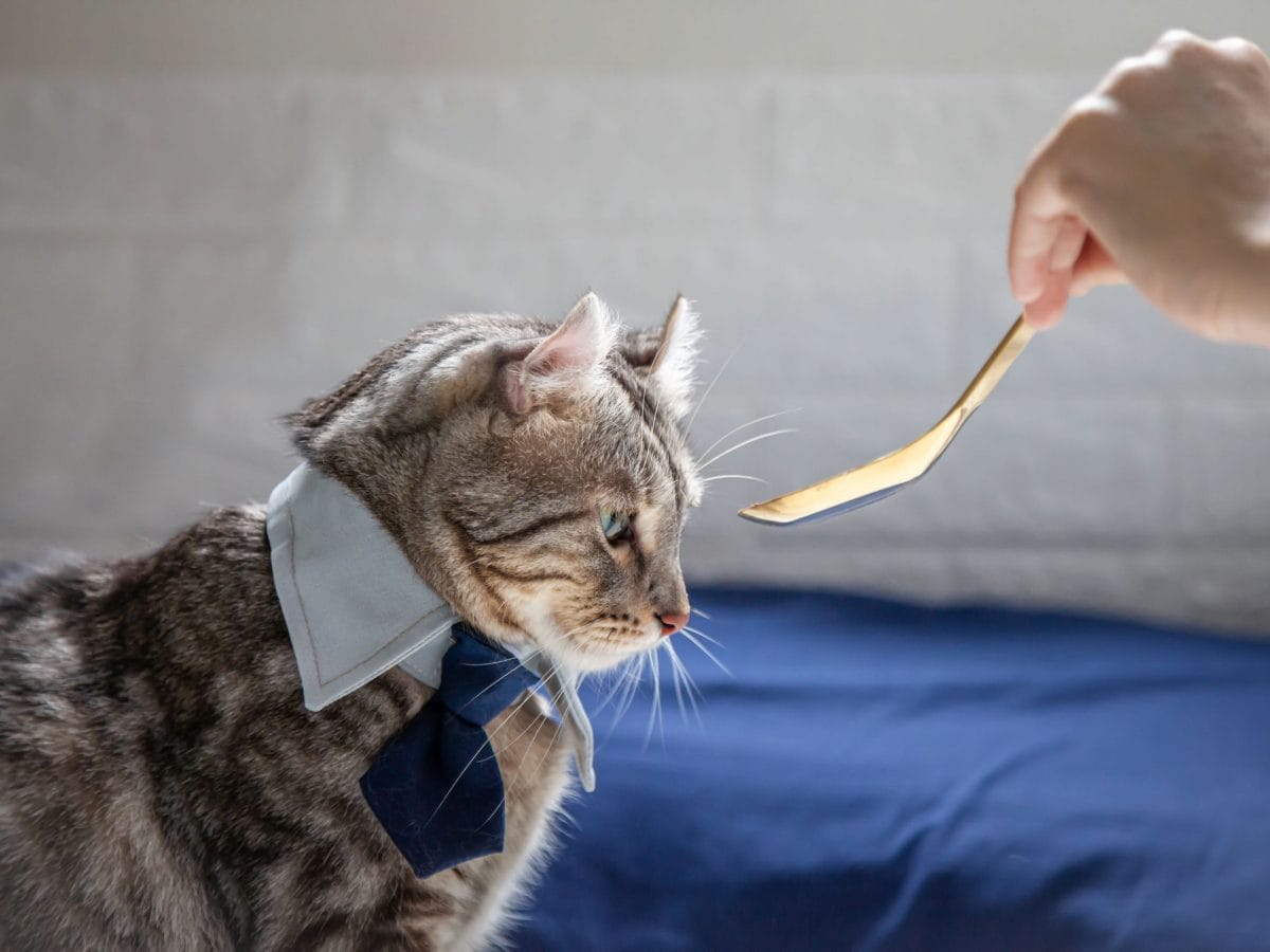 Katze glücklich