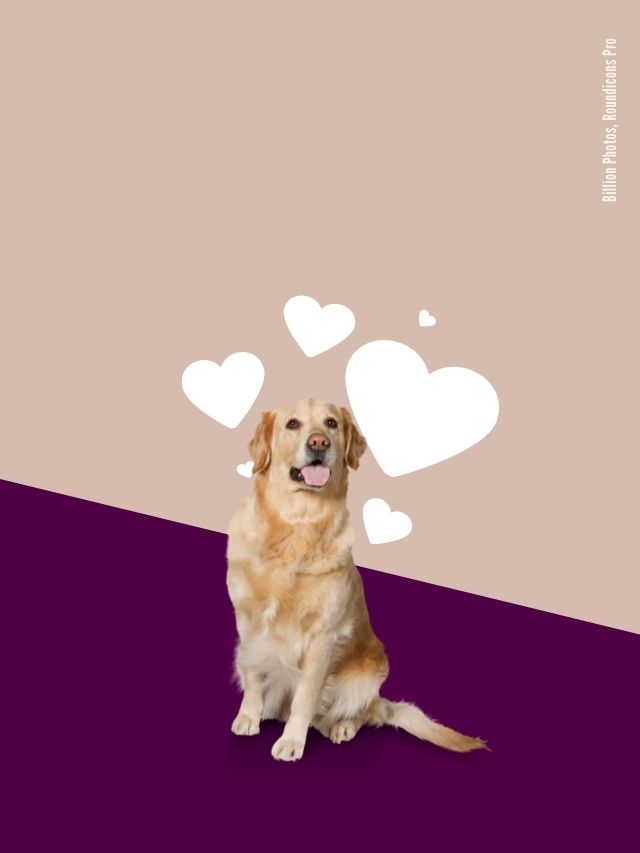 Liebt mich mein Hund?