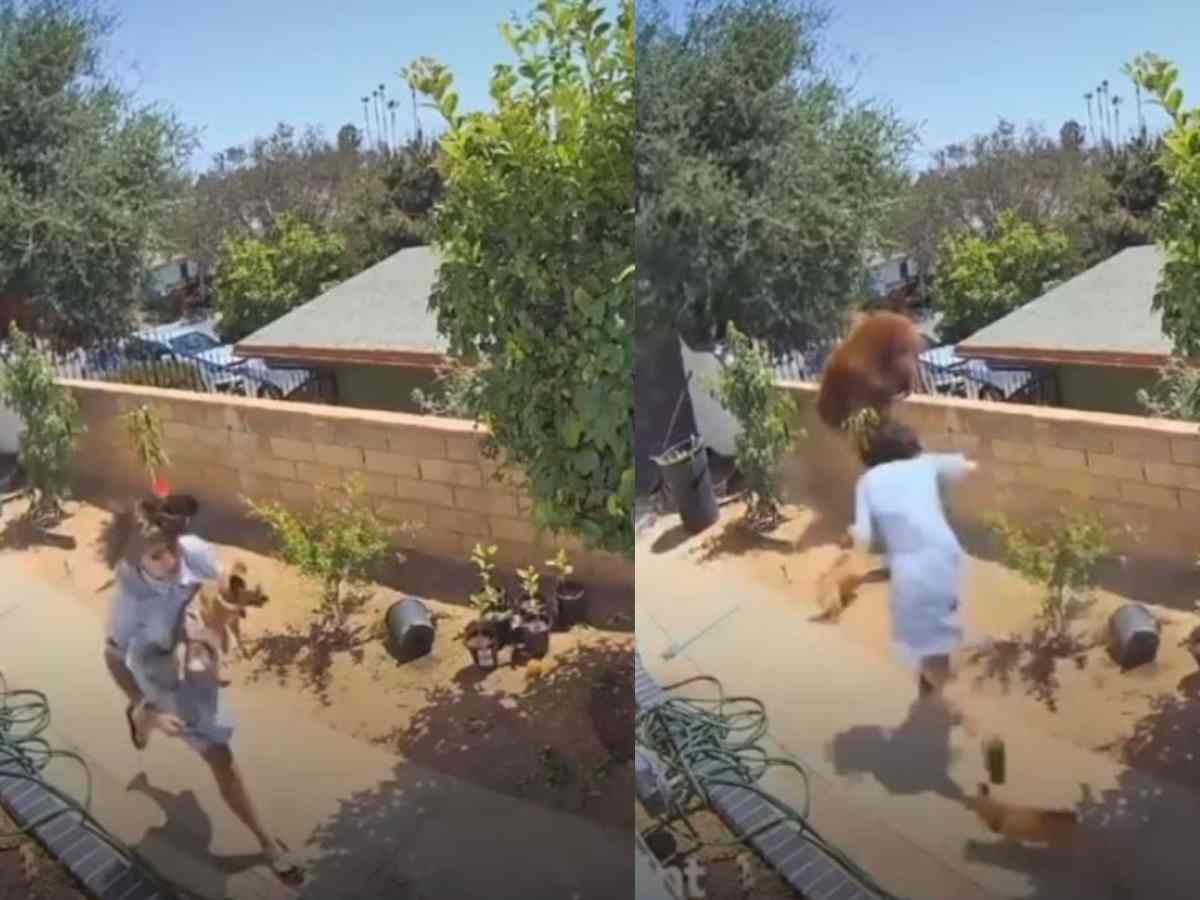 Dramatische Rettung: Teenagerin überwältigt einen Bären, um ihre Hunde zu beschützen