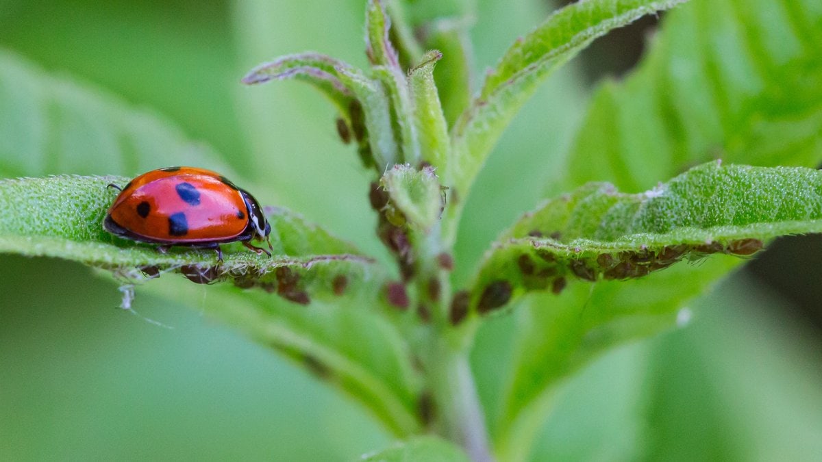Natürlicher Feind: Marienkäfer haben Blattläuse zum Fressen gern.. © cherryyblossom/Shutterstock.com