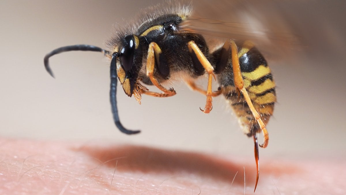 Im Gegensatz zu Bienen ziehen Wespen ihren Stachel nach dem Stich wieder heraus.. © Shutterstock.com/Irina Kozorog