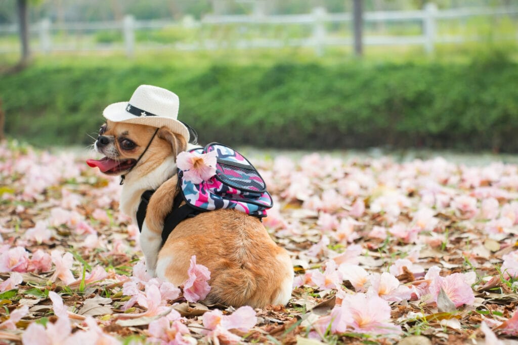 Hund mit Rucksack