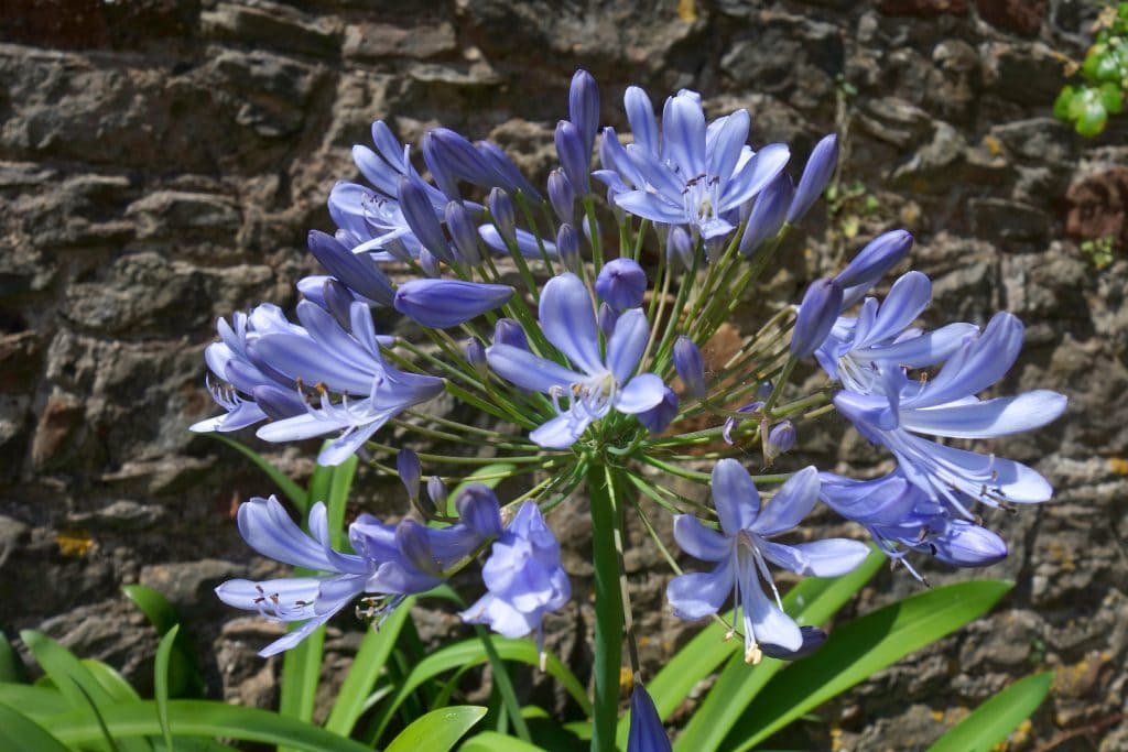 Schmucklilie Sternzeichen Blumen