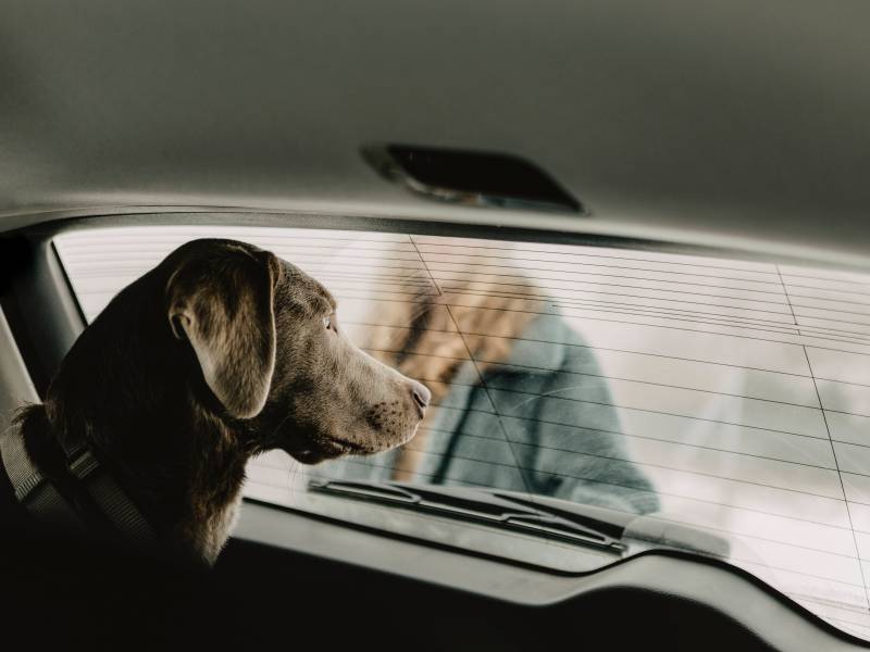Hund im Auto