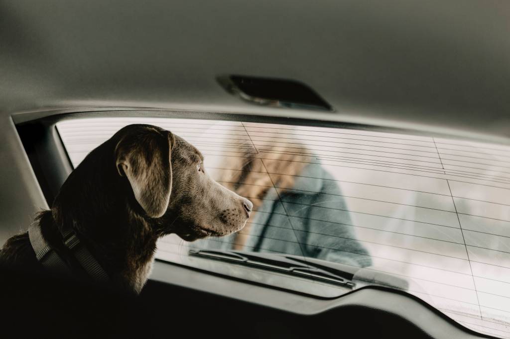 Darum darfst du deinen Hund nicht im Auto lassen