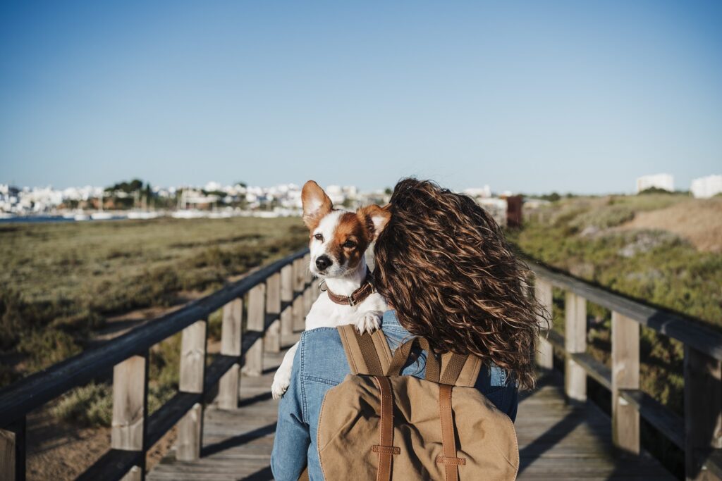 Verreisen mit Hund