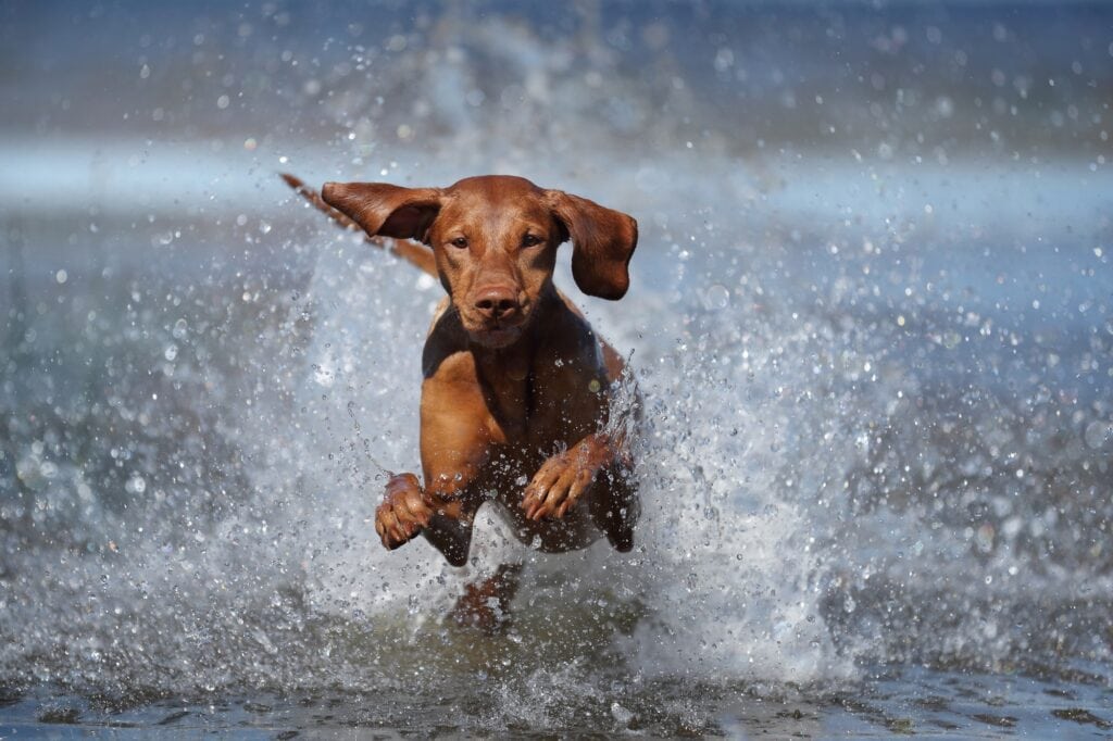 Sonnenschutz Auto Hund: So schützt du deinen Vierbeiner im Sommer! 