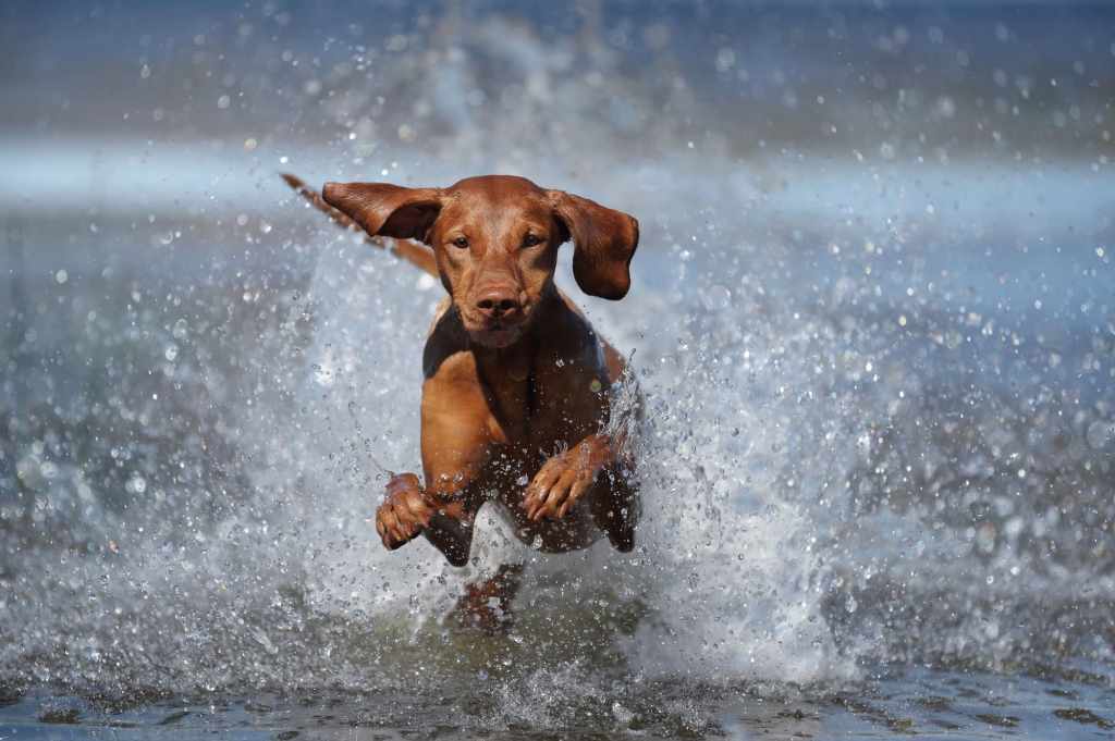 Hund abkühlen