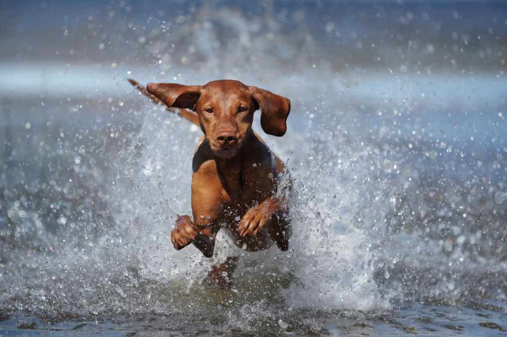 Hund abkühlen