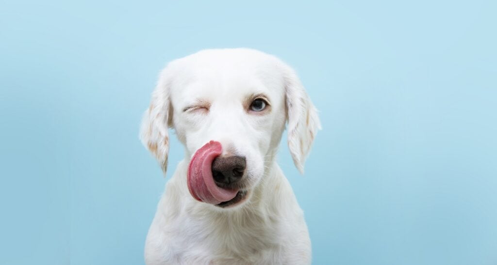 Hund mit Zunge